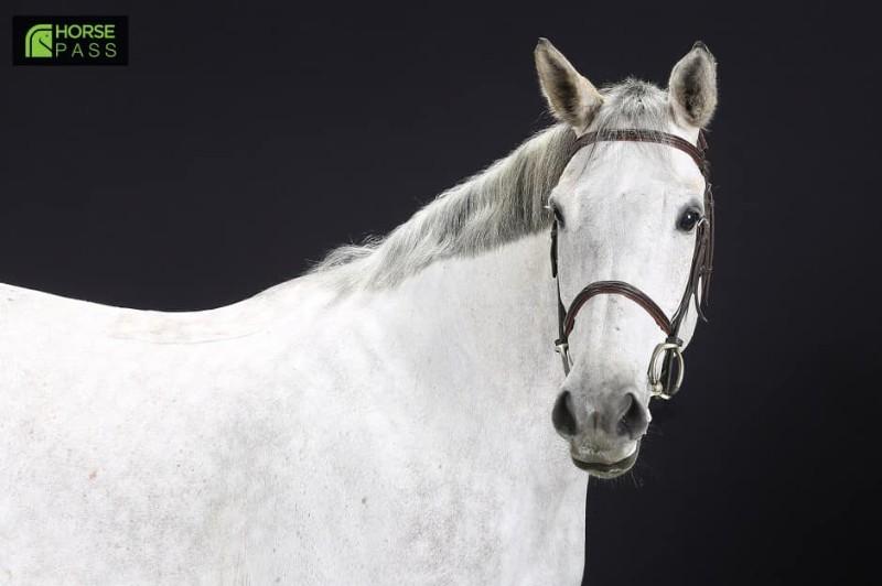 Cheval 2 Cheval 2