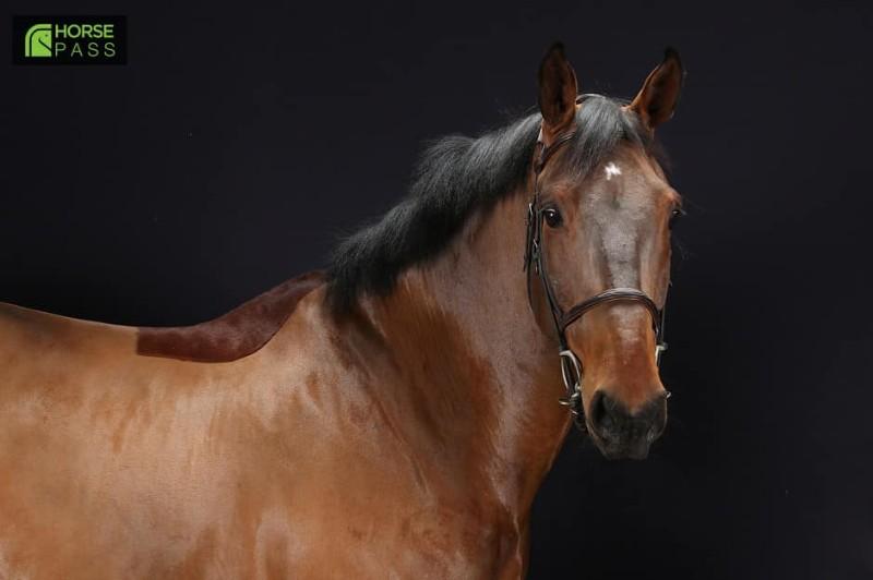 Cheval 3 Cheval 3