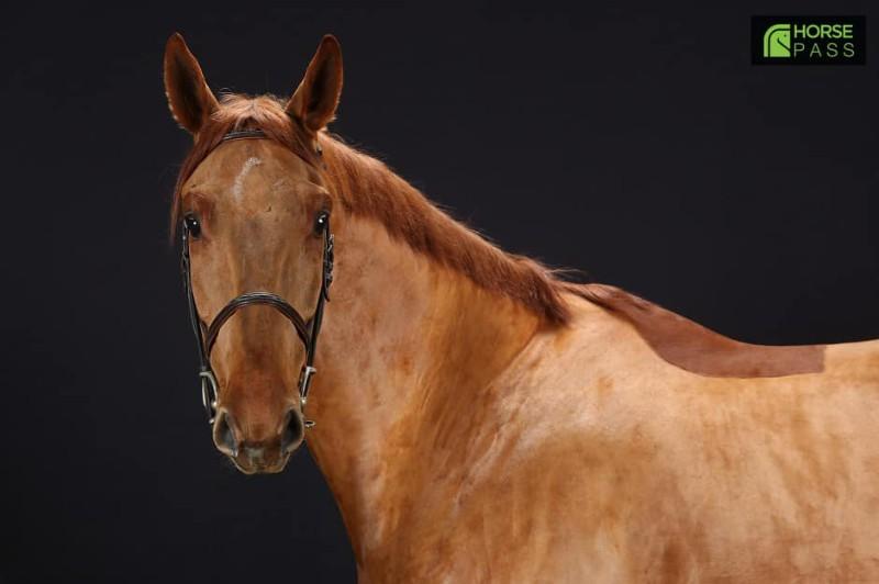 Cheval 4 Cheval 4